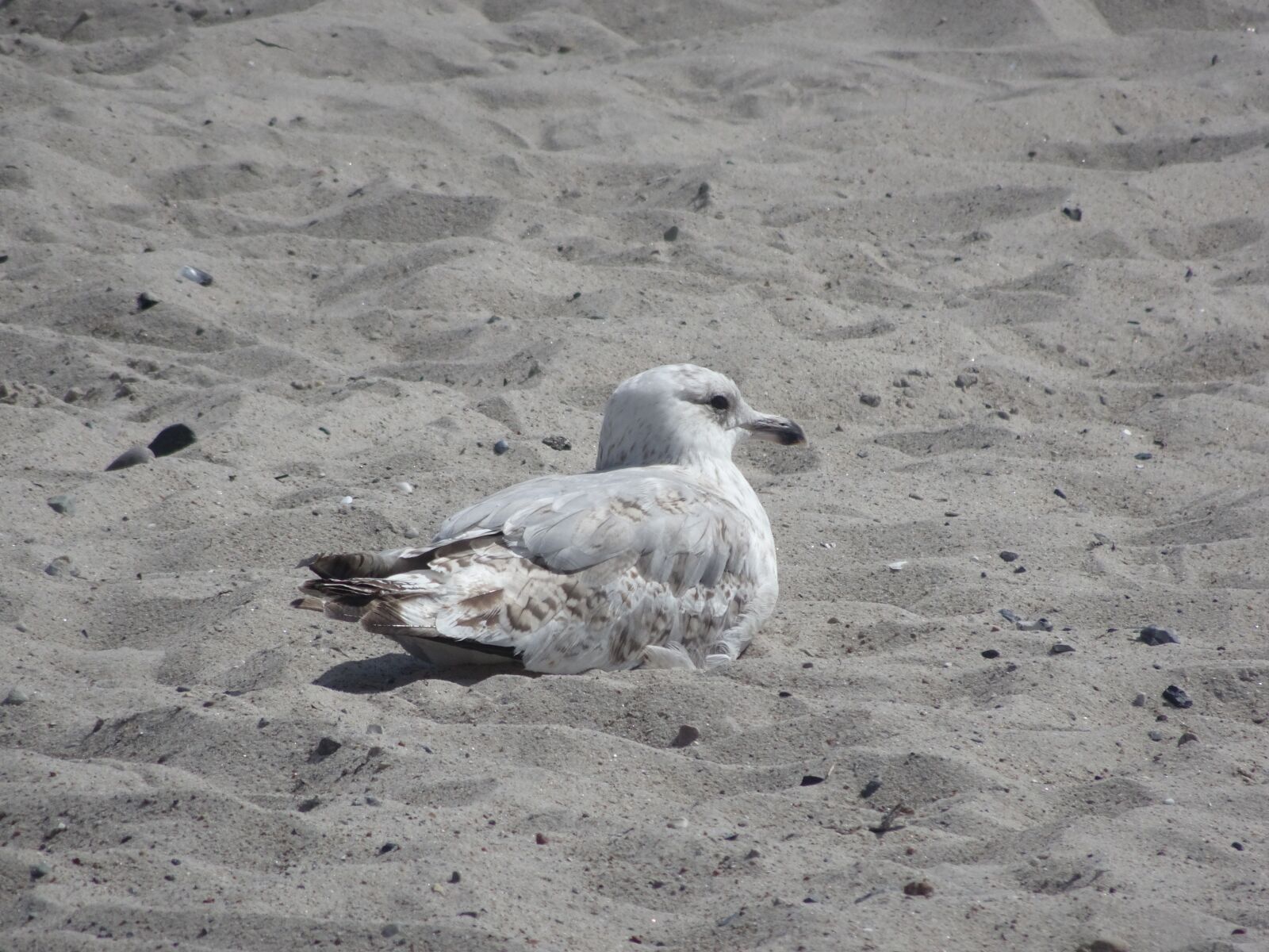 Sony Cyber-shot DSC-WX500 sample photo. Gull, animal, bird photography