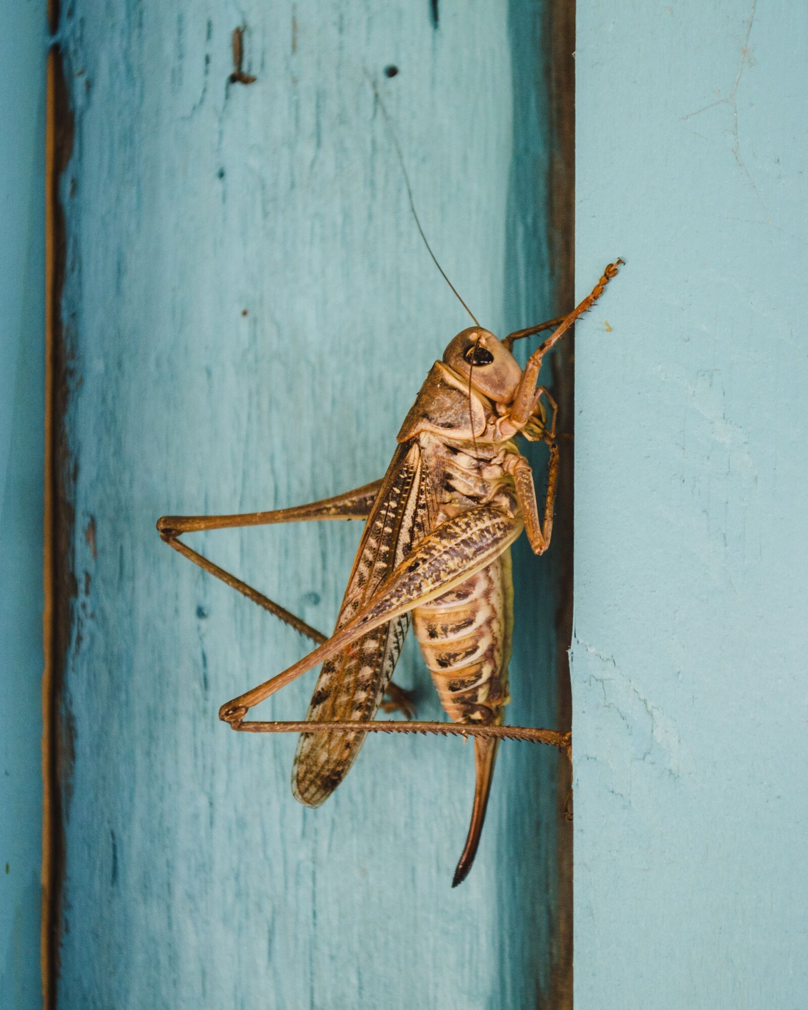 Nikon D3100 sample photo. Insect, nature, wings photography