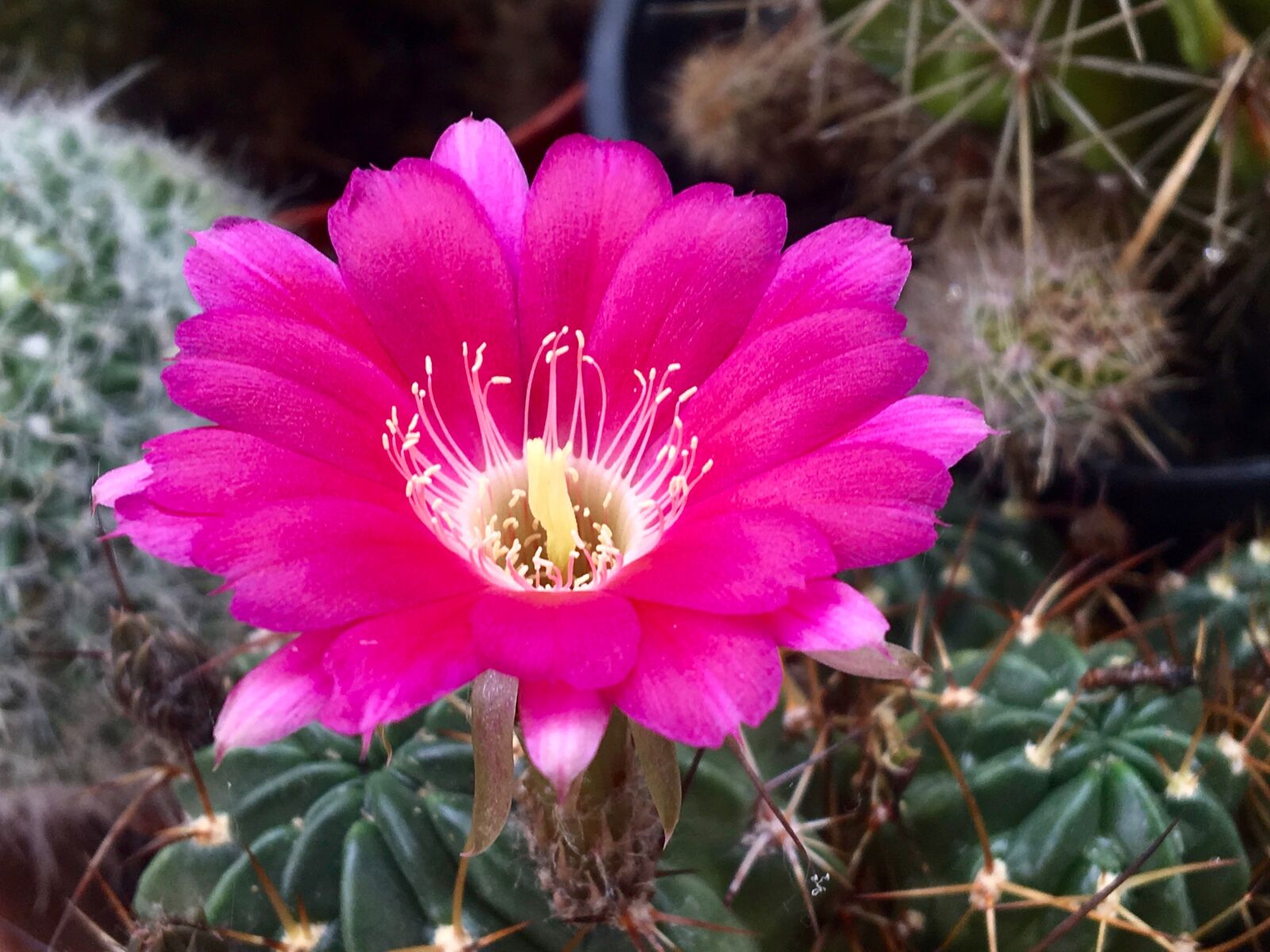 Apple iPad Pro sample photo. Cactus flower, cactus, blossom photography