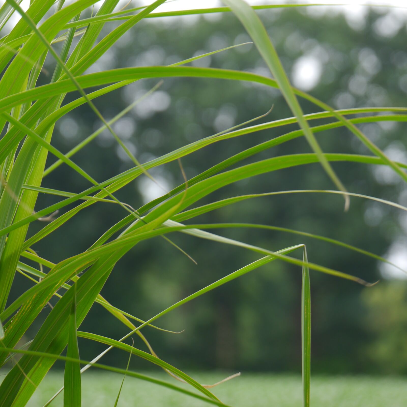 Panasonic Lumix DMC-G5 sample photo. Grass, nature, grasses photography