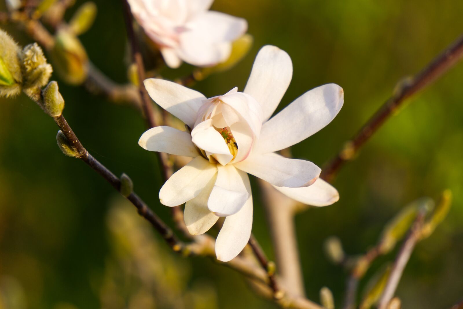 Sony E 55-210mm F4.5-6.3 OSS sample photo. Magnolia, blossom, bloom photography