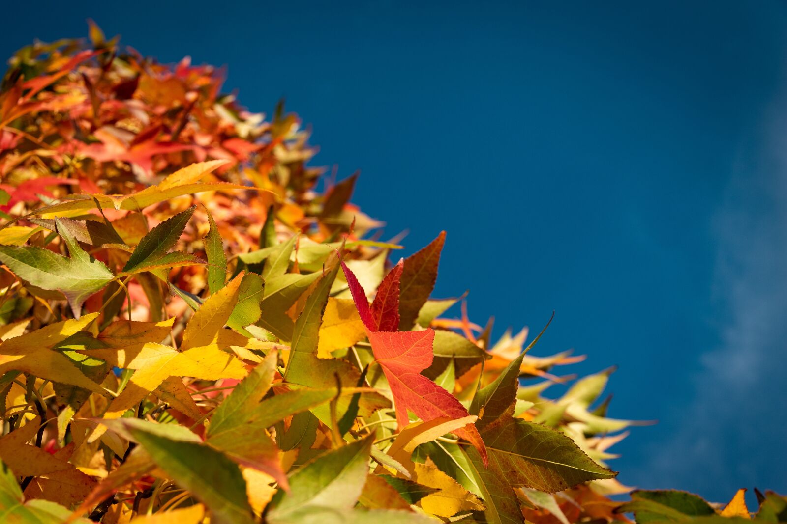 Nikon D5300 sample photo. Autumn, leaves, fall foliage photography