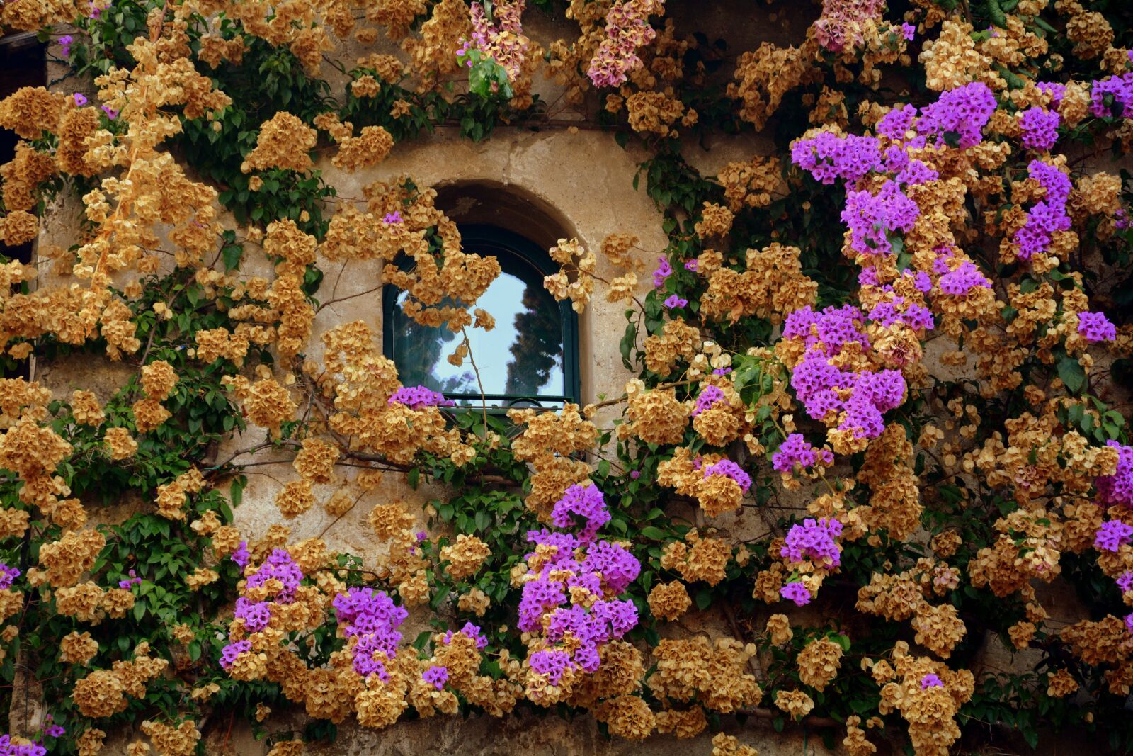 Nikon D7100 sample photo. Window, bloom, wall photography