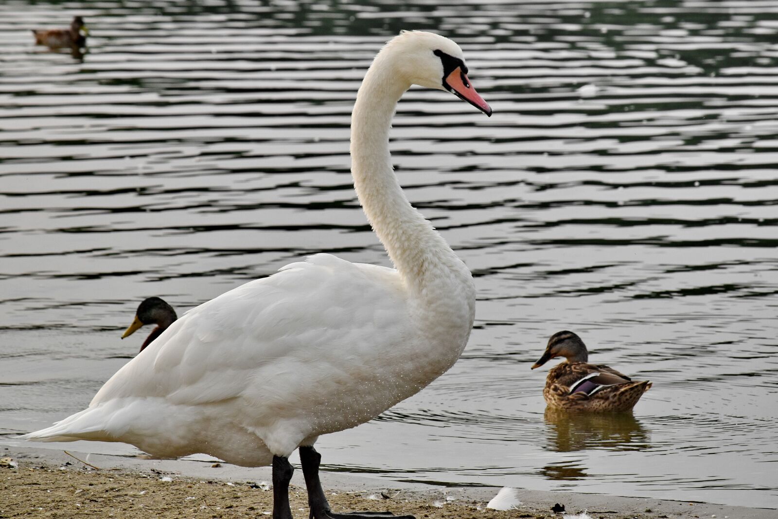 Nikon D5500 sample photo. Ducks, lakeside, national park photography