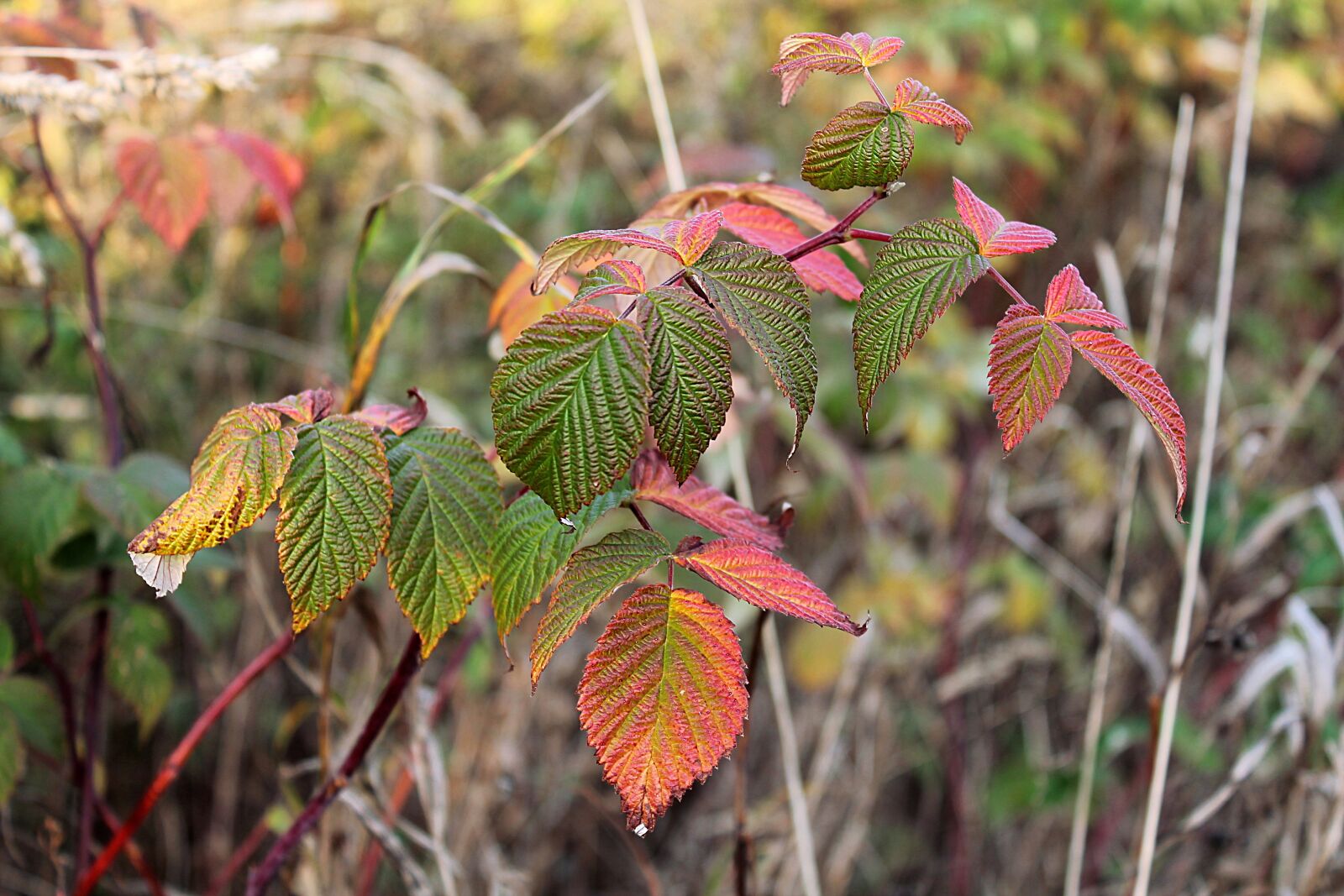 Canon EOS 1100D (EOS Rebel T3 / EOS Kiss X50) sample photo. Autumn, fall colors, nature photography