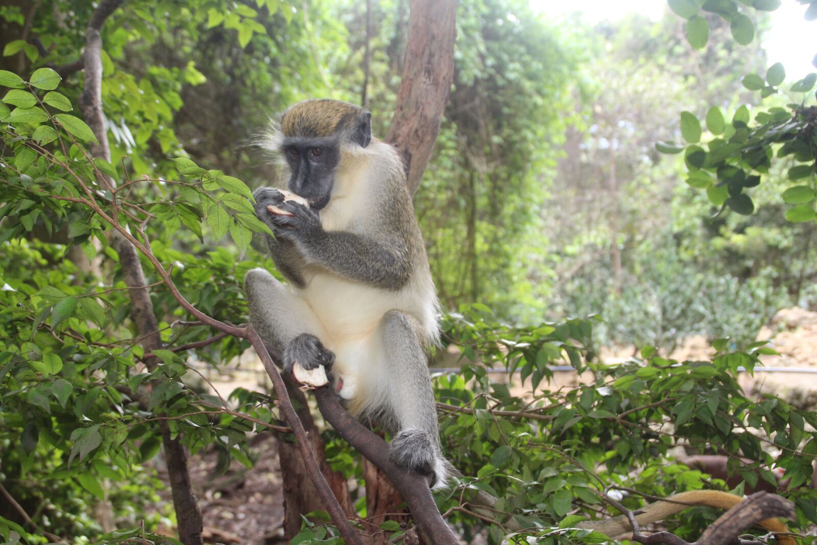 Canon EOS 650D (EOS Rebel T4i / EOS Kiss X6i) sample photo. Monkey, barbados, nature photography