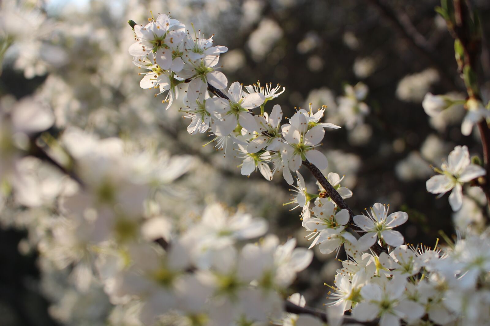 Canon EOS 100D (EOS Rebel SL1 / EOS Kiss X7) sample photo. Flora, nature, spring photography