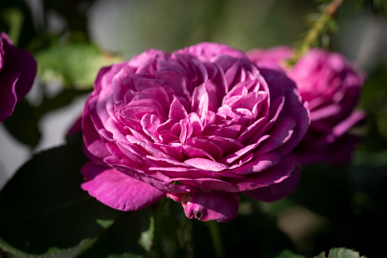 Nikon D750 sample photo. Blossom, bloom, pink photography