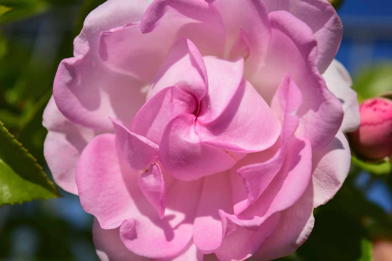 Nikon D3300 sample photo. Rose, garden, flora, summer photography