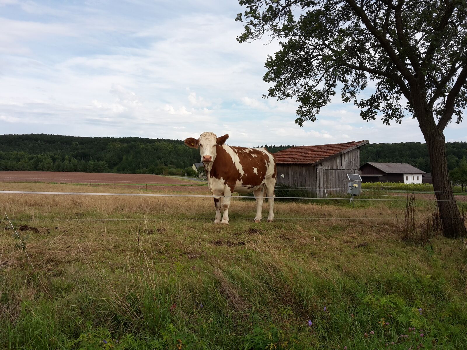 Samsung Galaxy S5 Mini sample photo. Cow, summer, pasture photography