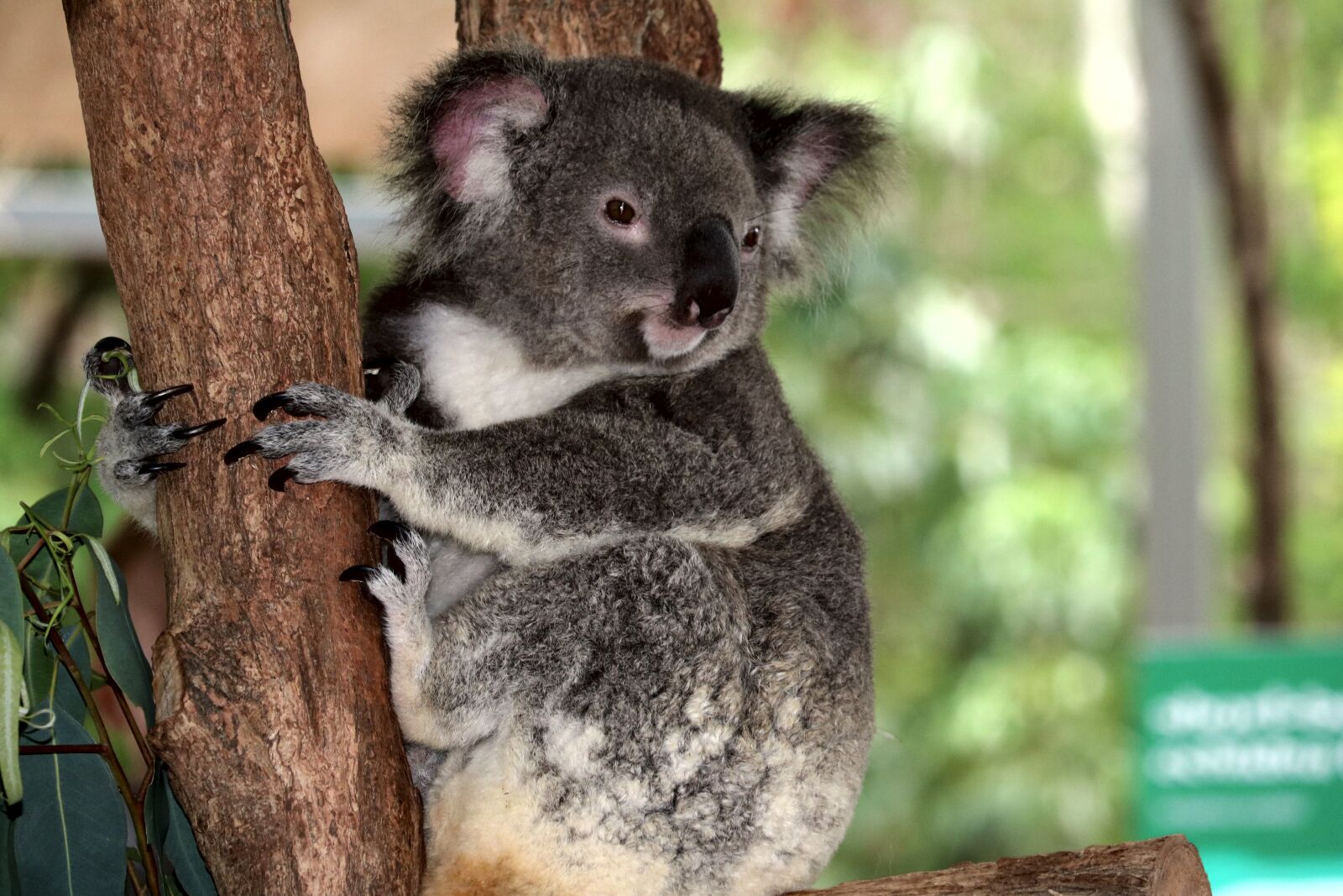 Canon EOS 750D (EOS Rebel T6i / EOS Kiss X8i) sample photo. Australia, koala, herbivorous photography