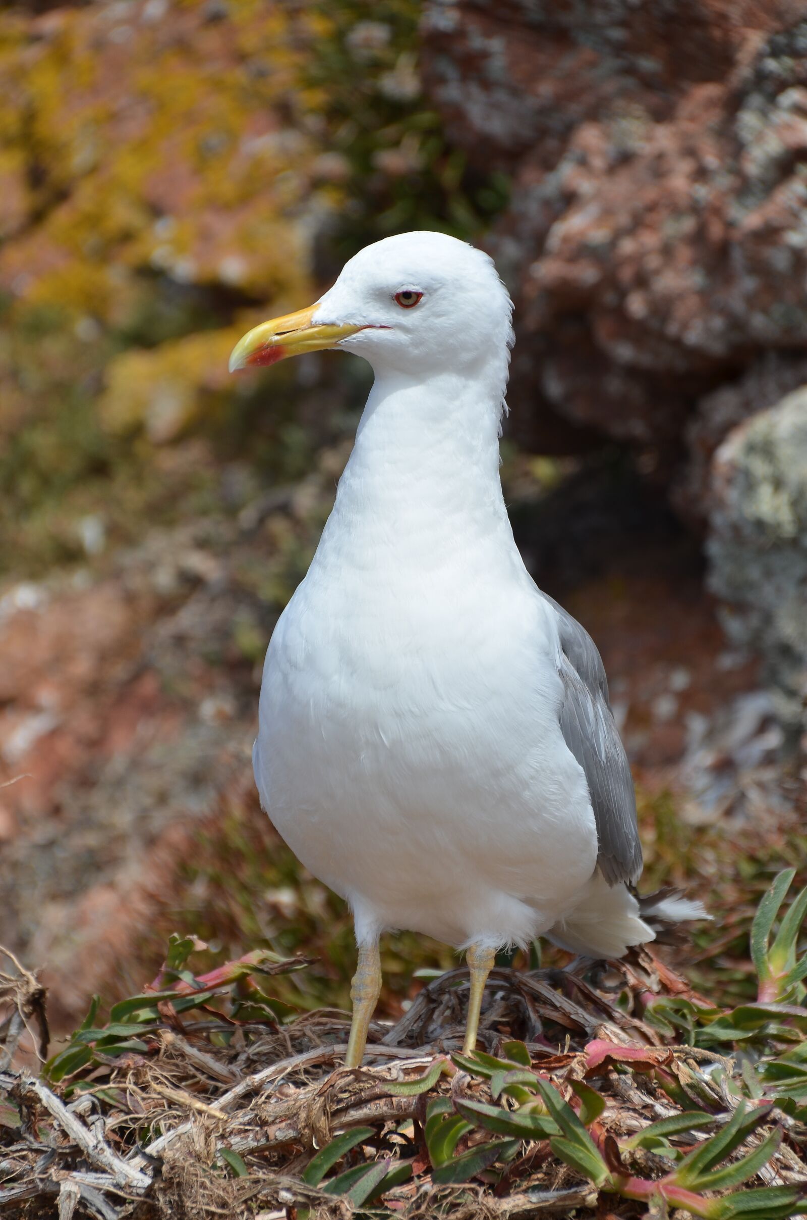 Nikon D5100 sample photo. Seagull, mar, wild photography