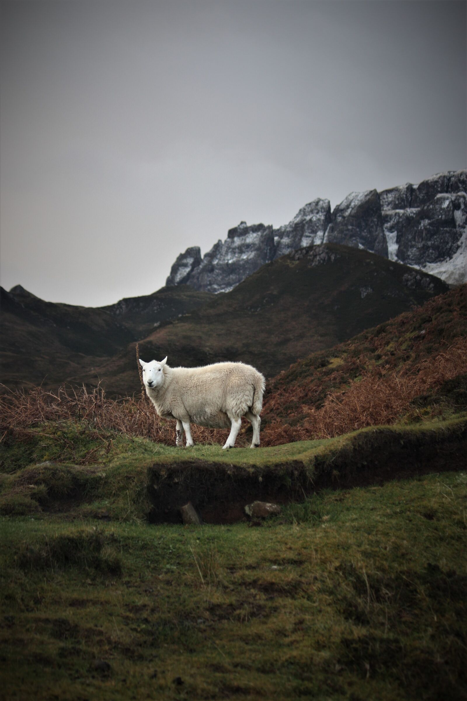 Canon EOS 450D (EOS Rebel XSi / EOS Kiss X2) sample photo. Landscape, scotland, sheep photography