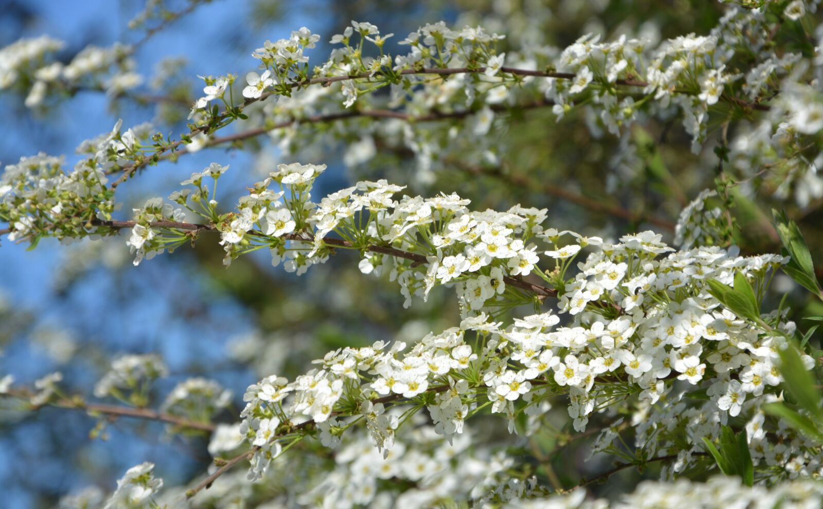Nikon D5200 sample photo. Shrub flower, tree, spring photography