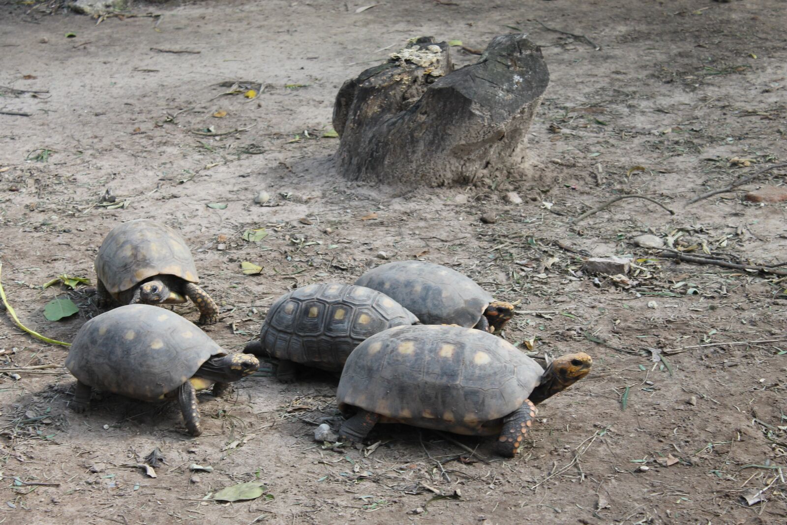 Canon EOS 1100D (EOS Rebel T3 / EOS Kiss X50) sample photo. Turtles, santa cruz de photography
