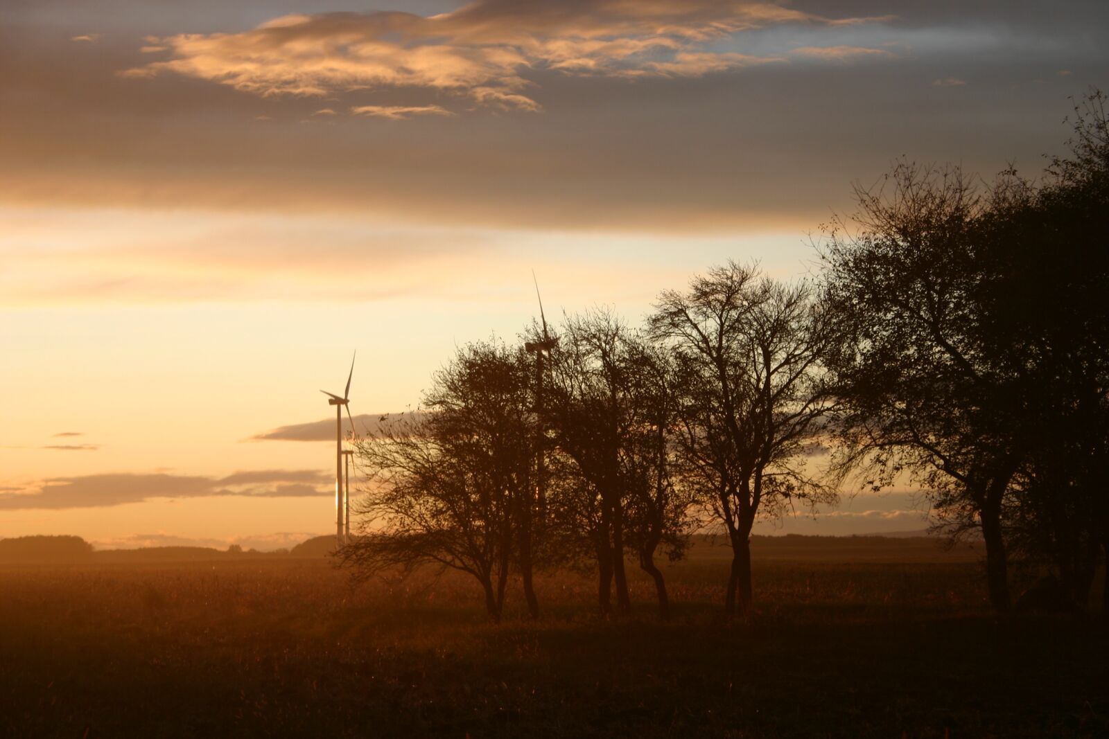 Canon EOS 300D (EOS Digital Rebel / EOS Kiss Digital) sample photo. Sunset, trees, windmill photography