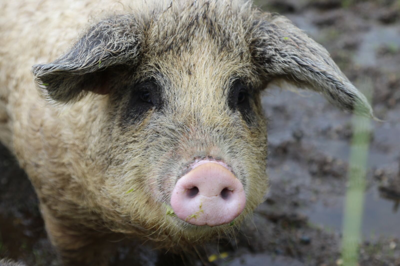 Canon EOS 7D Mark II sample photo. Norway, pig, mangalitsa photography