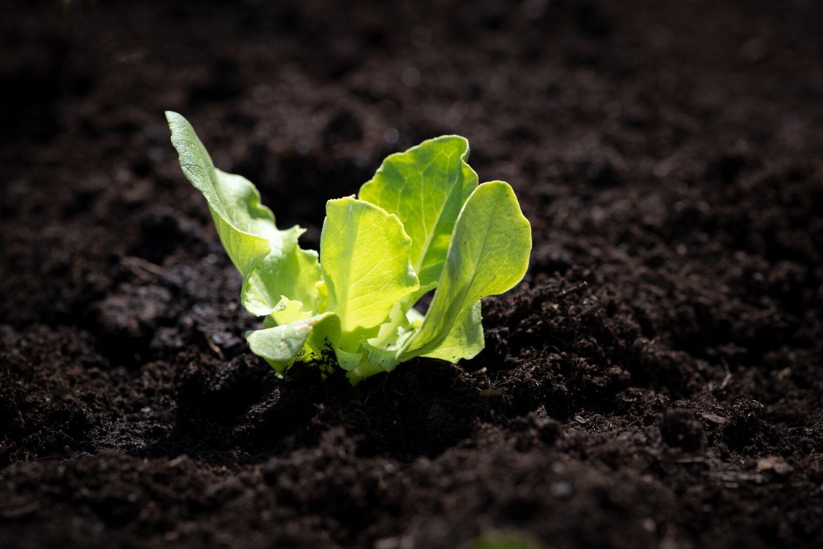 Nikon D750 sample photo. Lettuce seedling, salad, seedling photography