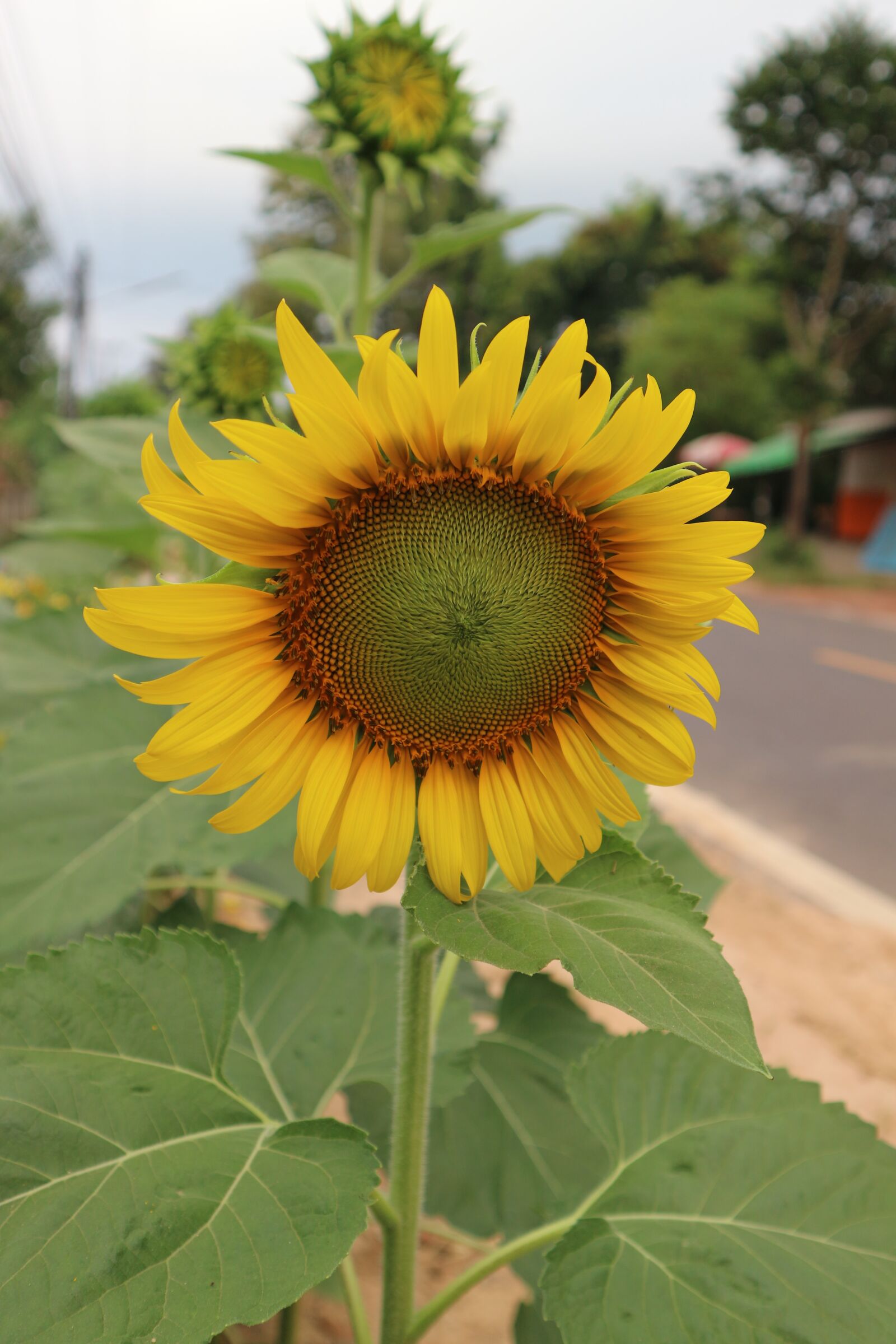 Canon EOS M10 sample photo. Sunflower, flowers, color photography