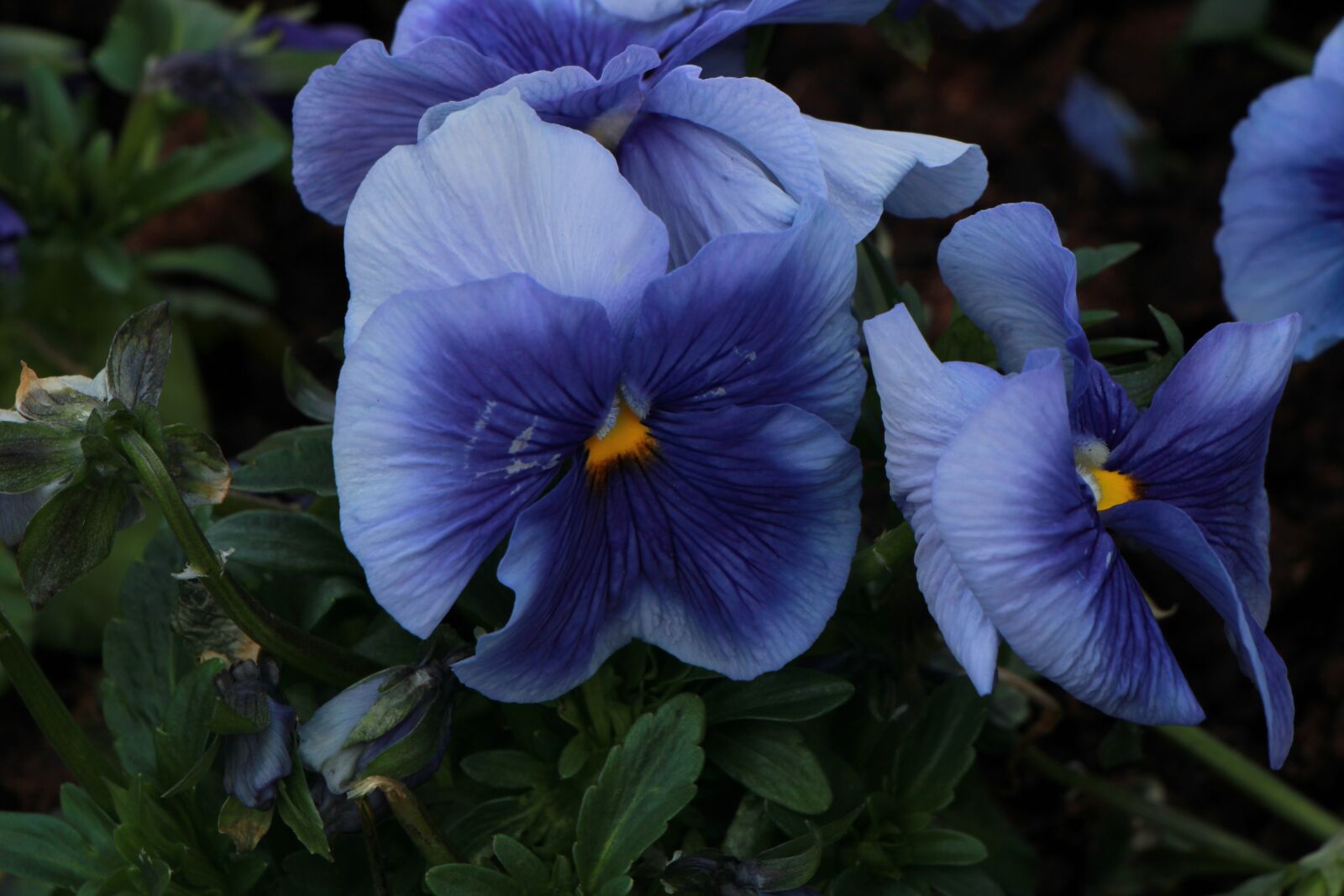 Canon EOS 2000D (EOS Rebel T7 / EOS Kiss X90 / EOS 1500D) sample photo. Blue, flower, plant photography