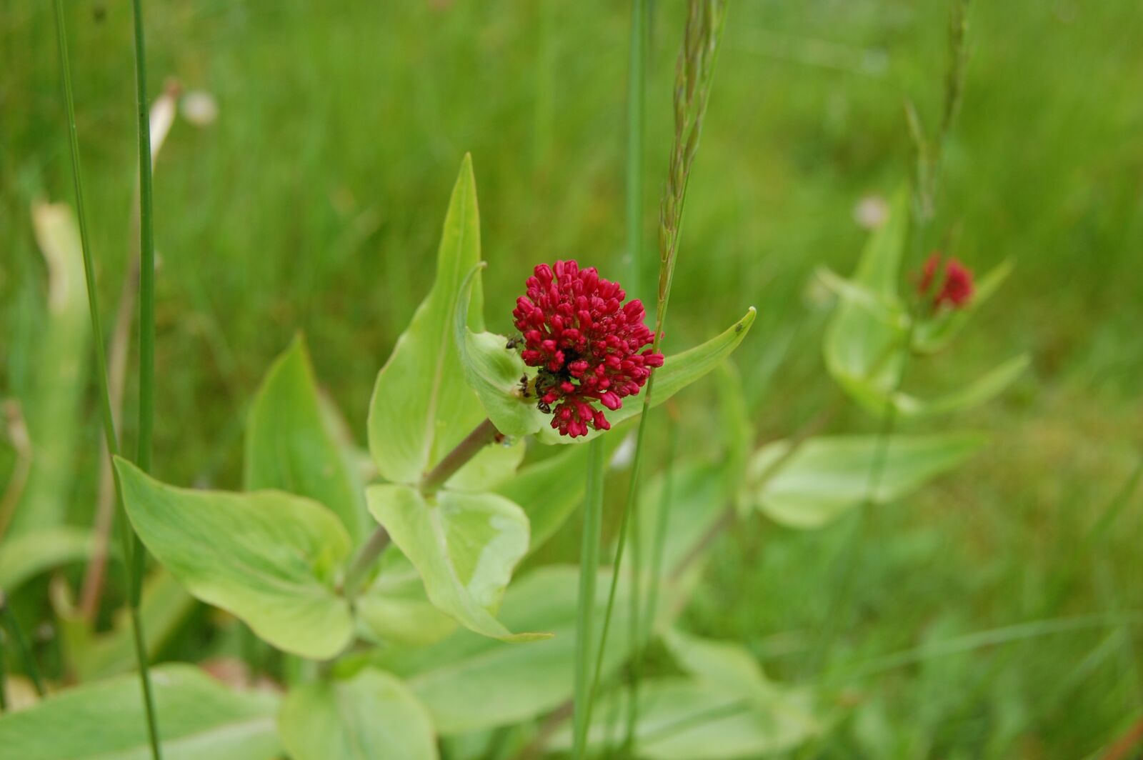 Nikon D40 sample photo. Flower, pink, garden photography