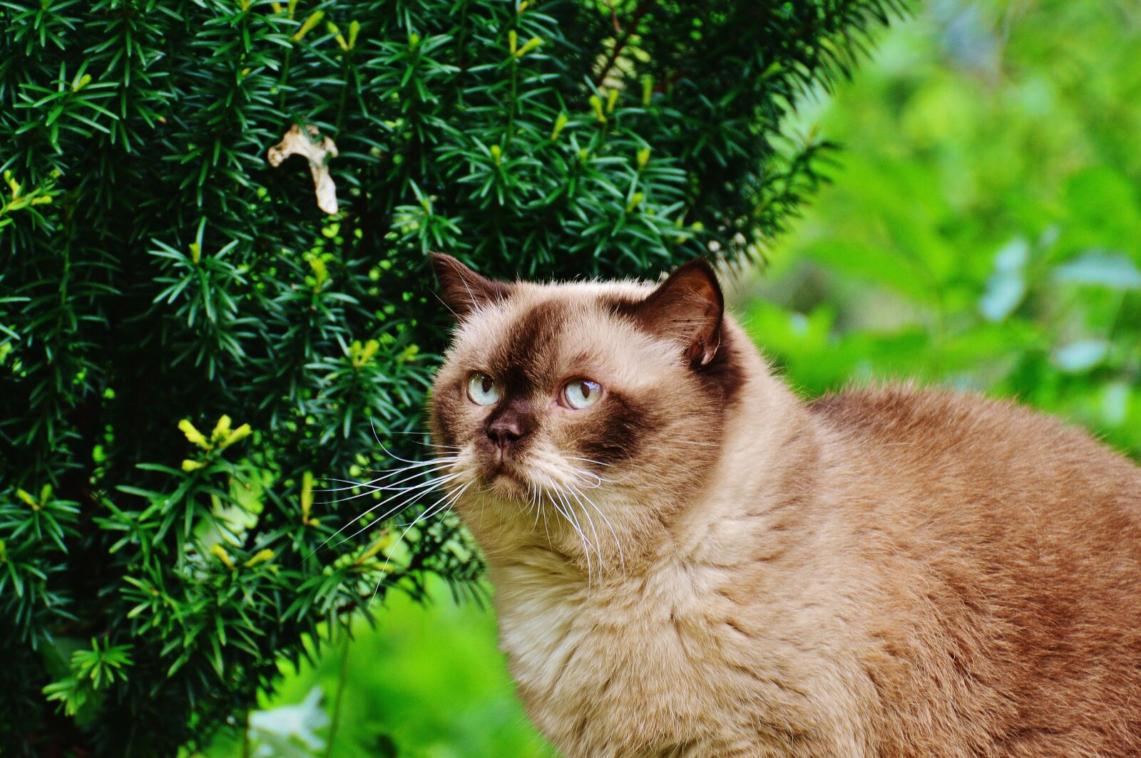 Nikon D3200 sample photo. Cat, british shorthair, mieze photography