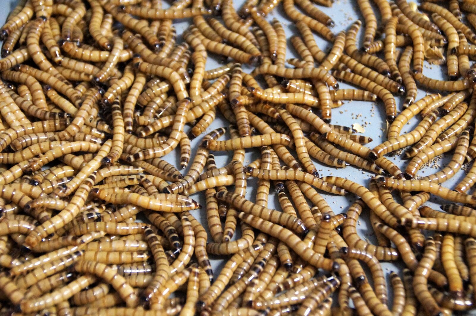 Sony SLT-A58 sample photo. Mouční, worms, food photography