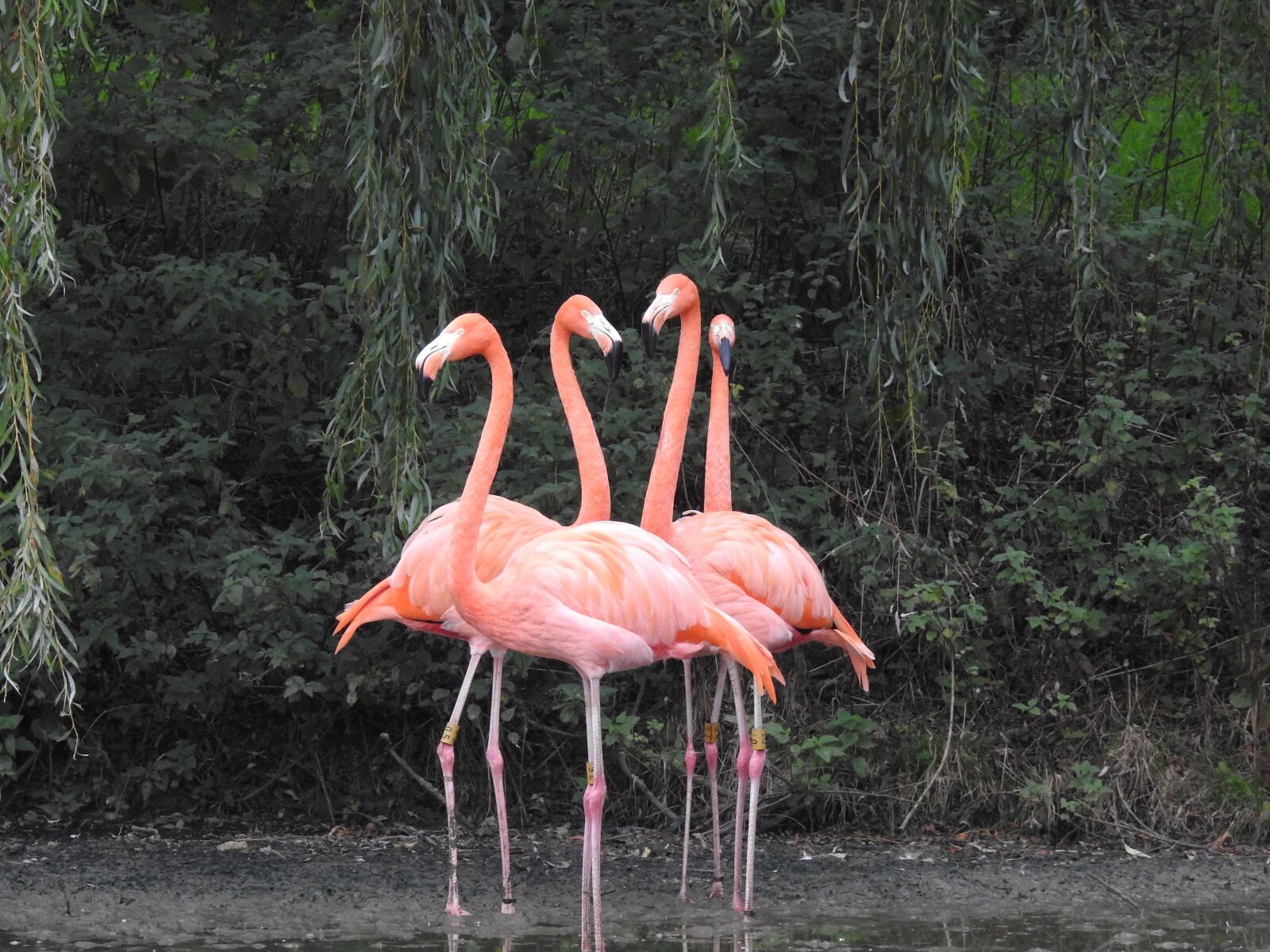 Nikon Coolpix P900 sample photo. Flamingo, bird, nature photography