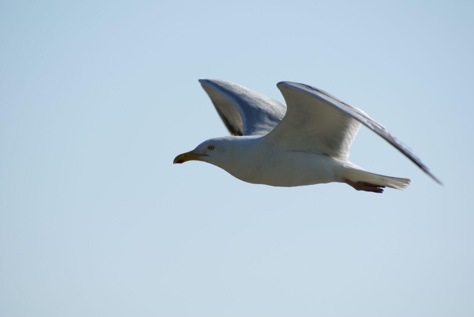 Sony Alpha DSLR-A100 sample photo. Gull, seagull, bird photography