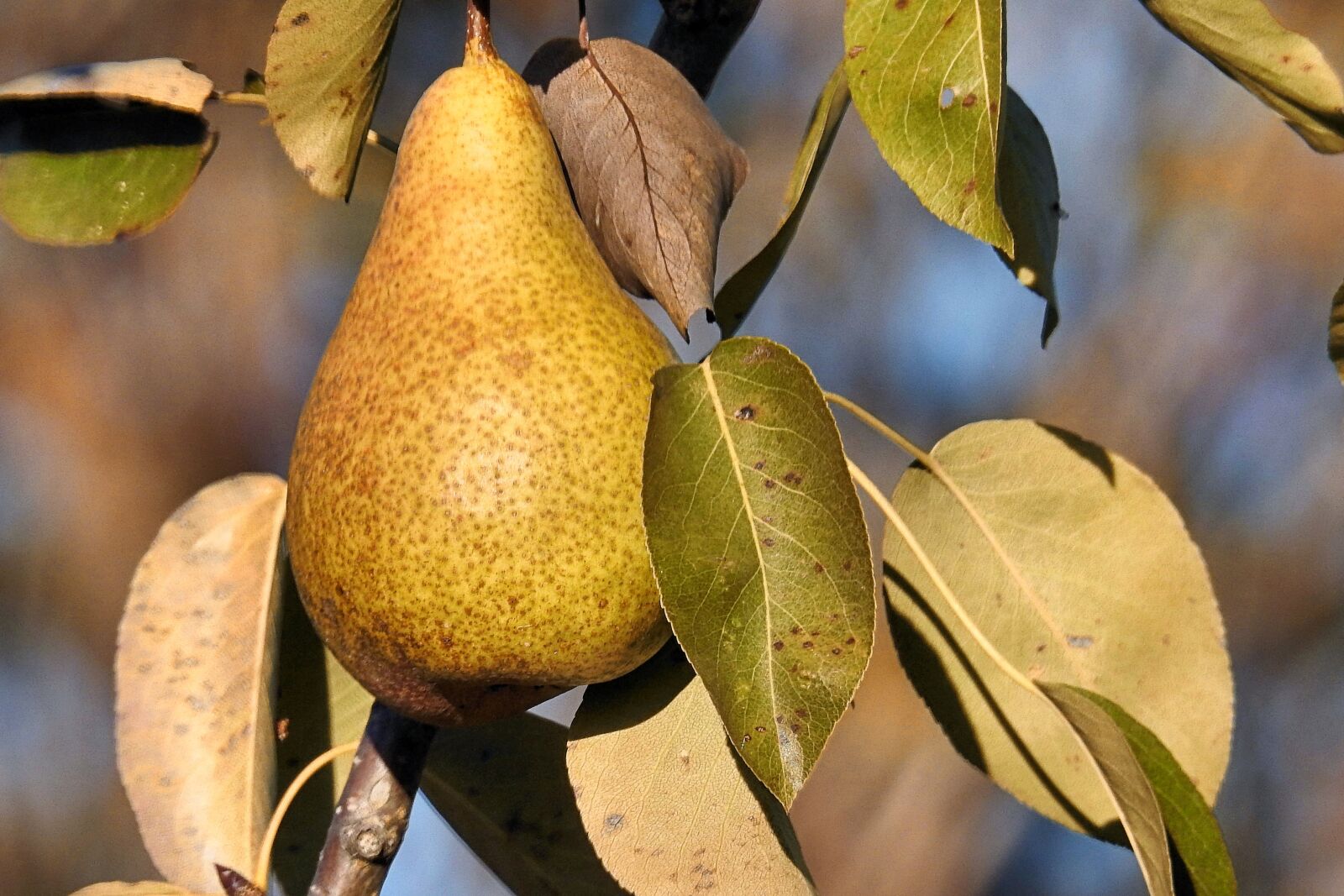 Nikon Coolpix P900 sample photo. Autumn, pear, leaves photography