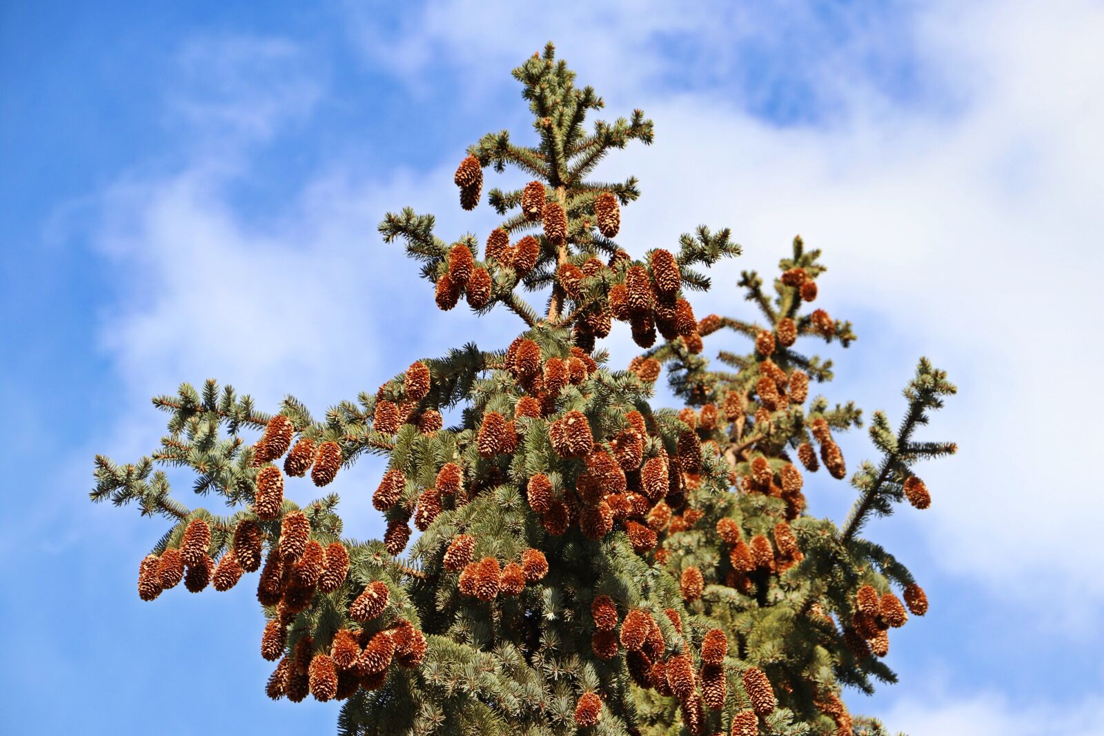 Canon EOS 200D (EOS Rebel SL2 / EOS Kiss X9) sample photo. Spruce, cones, needles photography