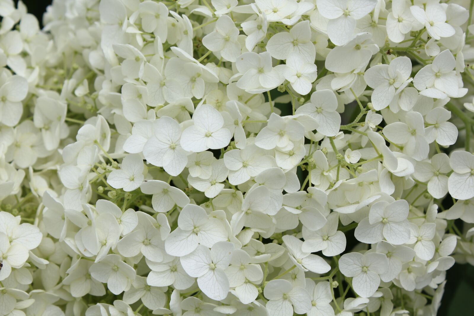 Canon EOS 550D (EOS Rebel T2i / EOS Kiss X4) sample photo. Hydrangea, rainy season, june photography