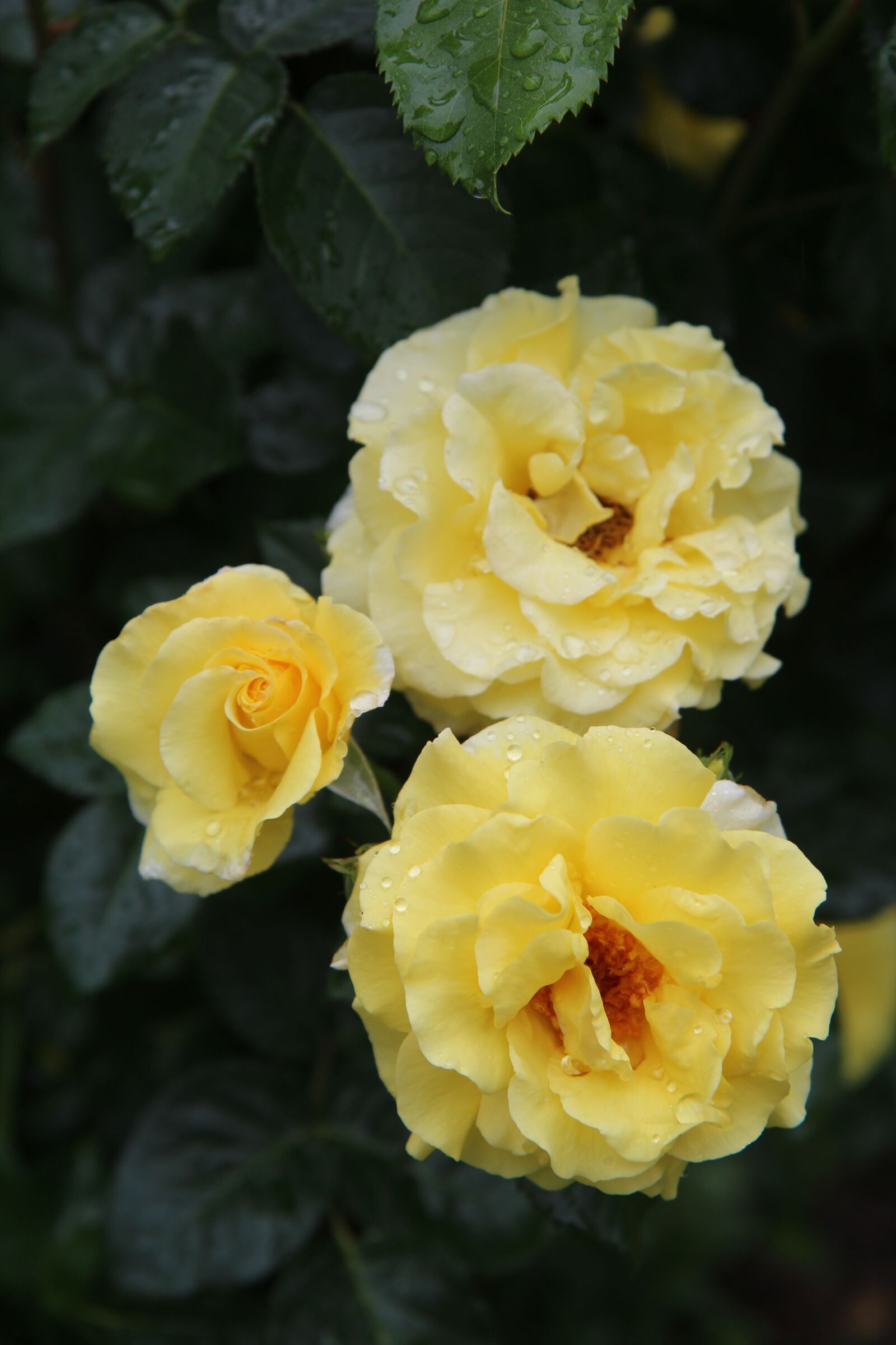 Canon EOS 600D (Rebel EOS T3i / EOS Kiss X5) sample photo. Yellow rose, pink, roses photography