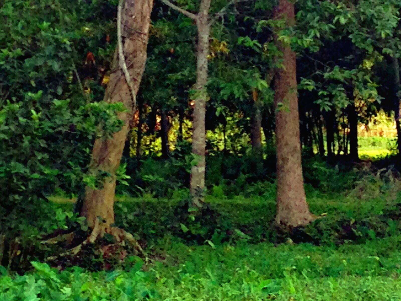 iPhone 5c back camera 4.12mm f/2.4 sample photo. Fallen, tree, md, naeem photography