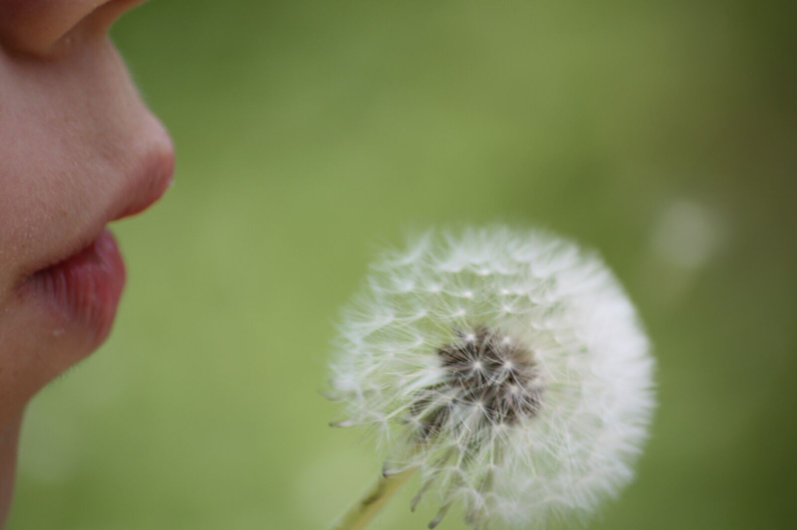 Canon EOS 450D (EOS Rebel XSi / EOS Kiss X2) sample photo. Dandelion, macro, common dandelion photography