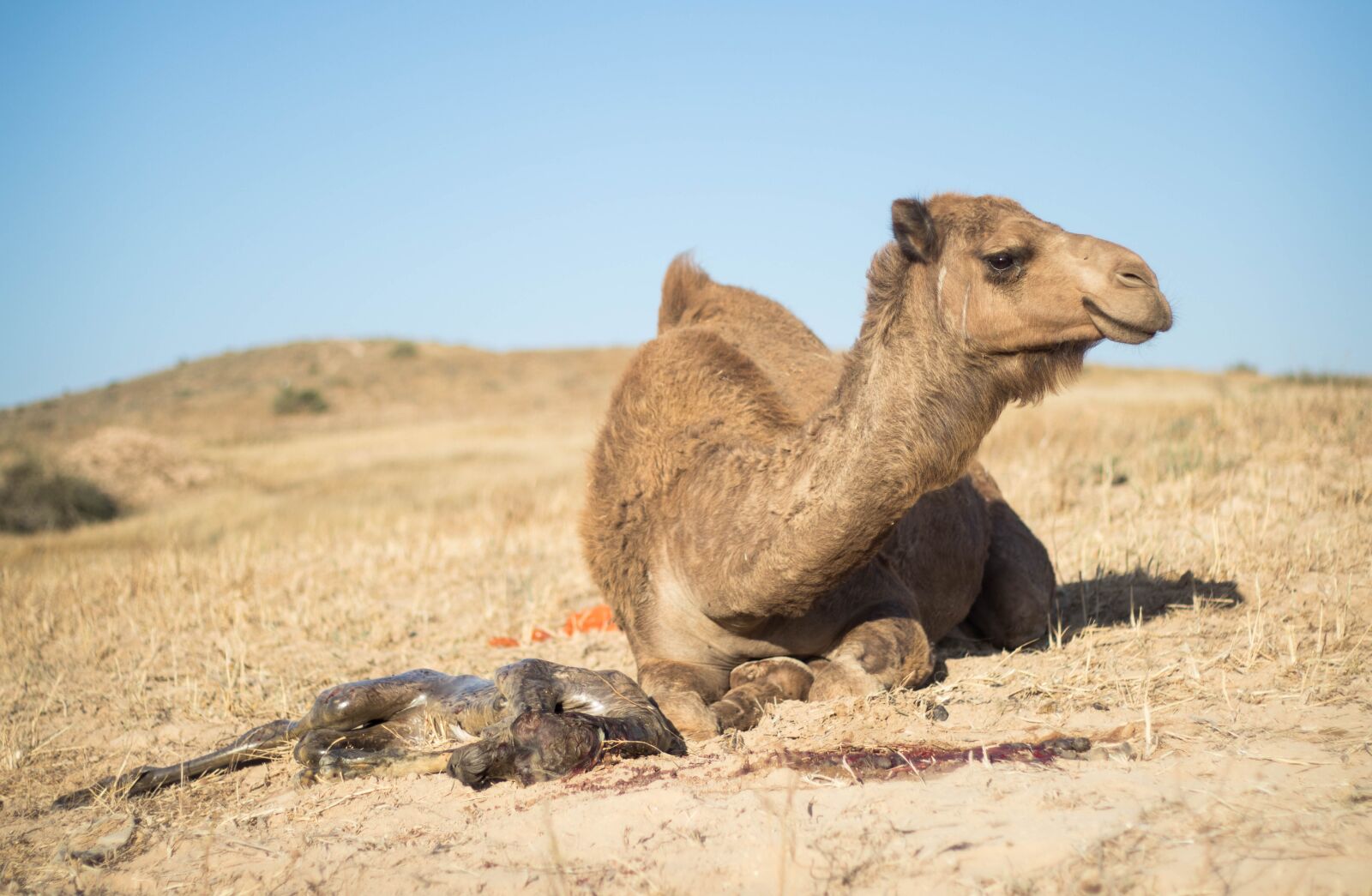 Canon EOS 80D sample photo. Nature, camel, des photography