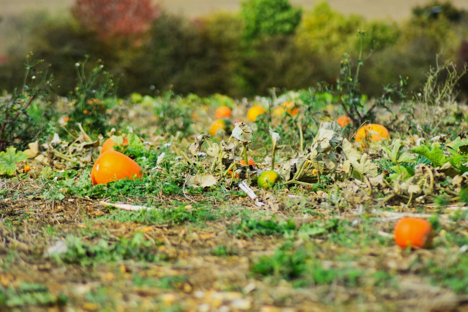 Nikon D3400 sample photo. Halloween, harvest, agriculture photography