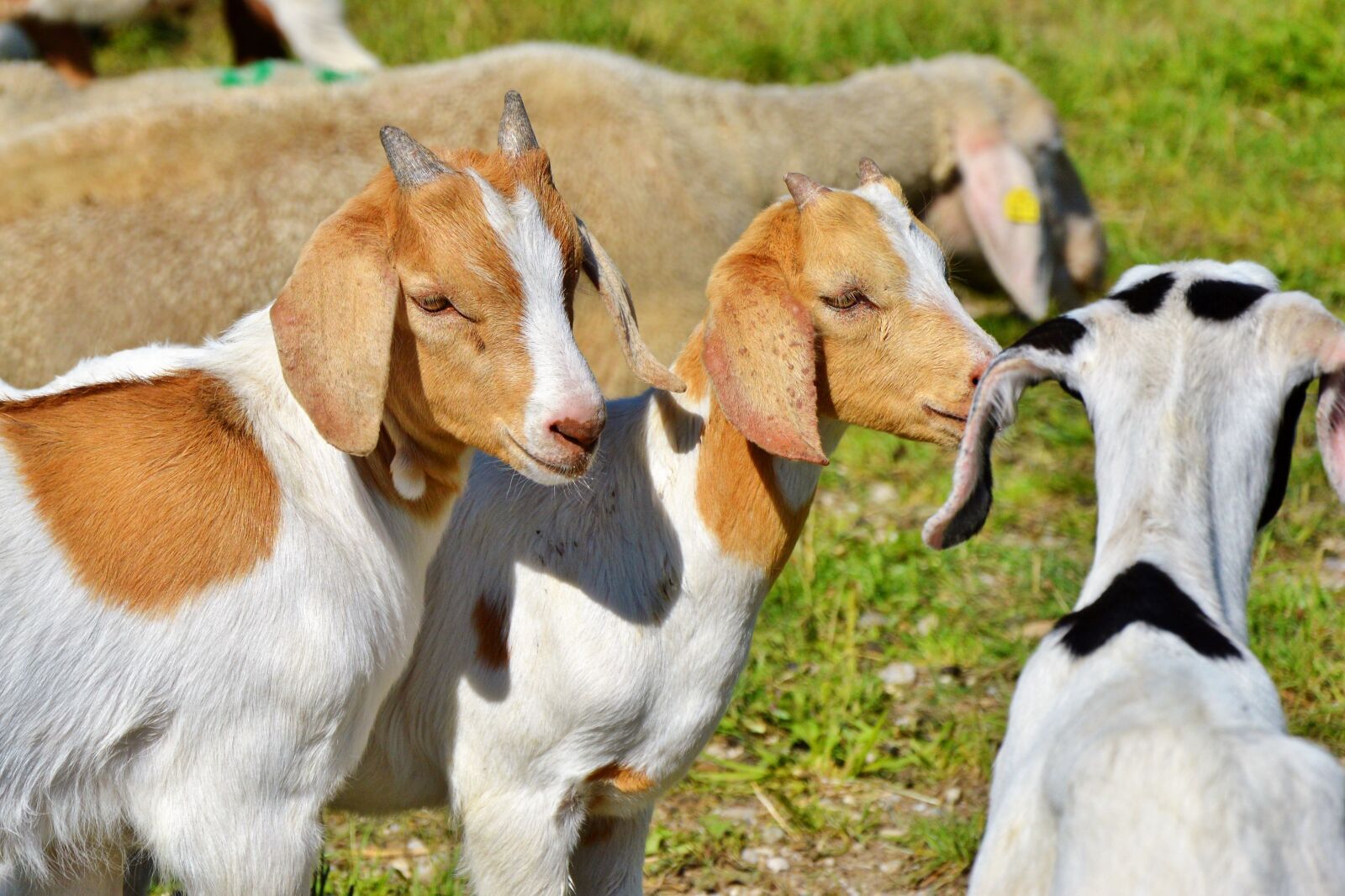 Nikon D3200 sample photo. Goat, prima donna, geiss photography