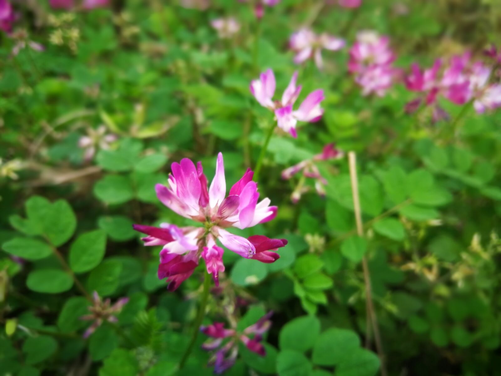 HUAWEI P10 sample photo. Spring, flower, nature photography