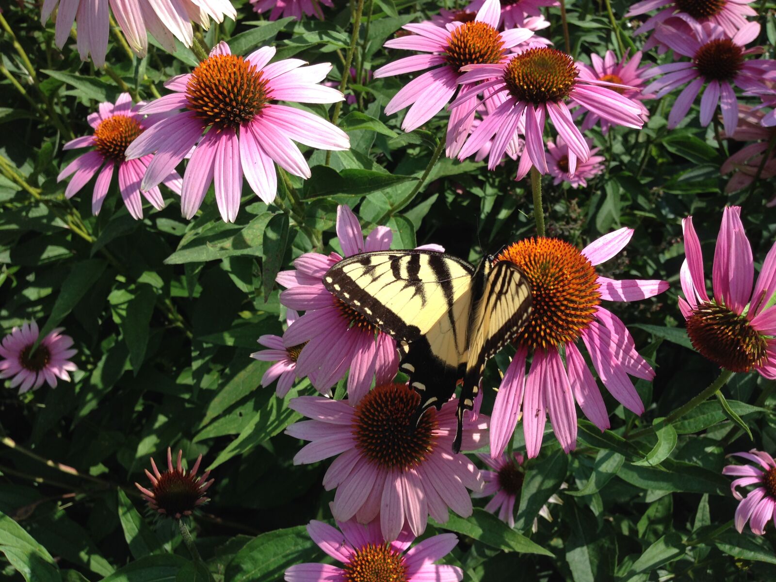 iPhone 5 back camera 4.12mm f/2.4 sample photo. Bunches, of, flowers, butterfly photography