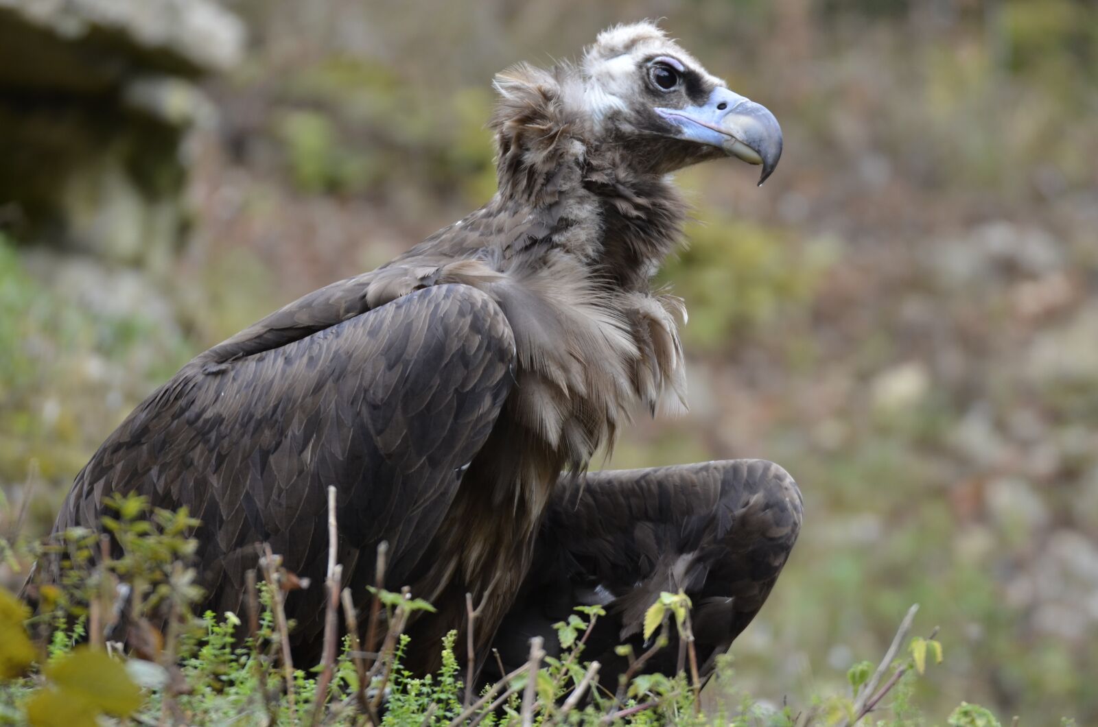 Nikon D5100 sample photo. Vulture, bird, scavengers photography