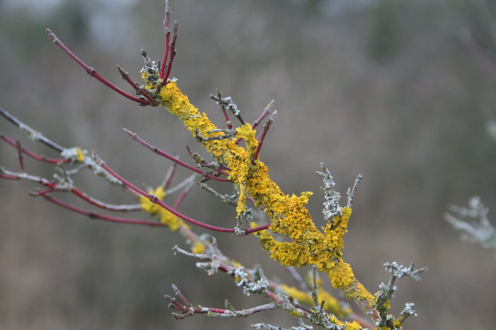 Canon EOS 400D (EOS Digital Rebel XTi / EOS Kiss Digital X) sample photo. Branch, moss, yellow photography