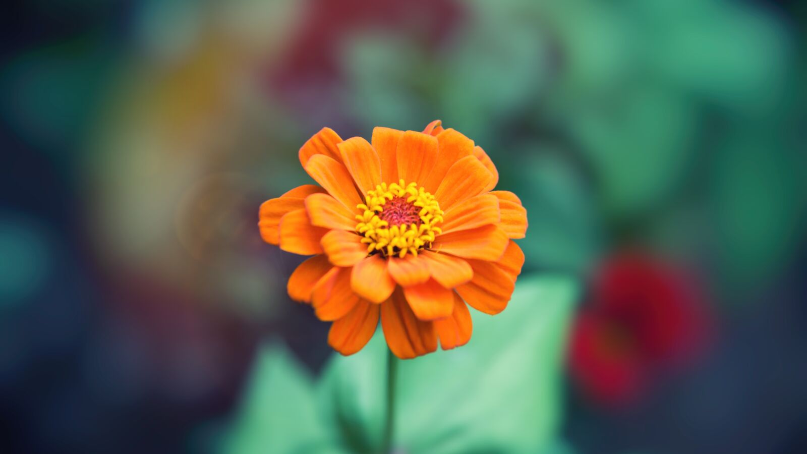 Nikon D750 sample photo. Flower, flowers, plant photography