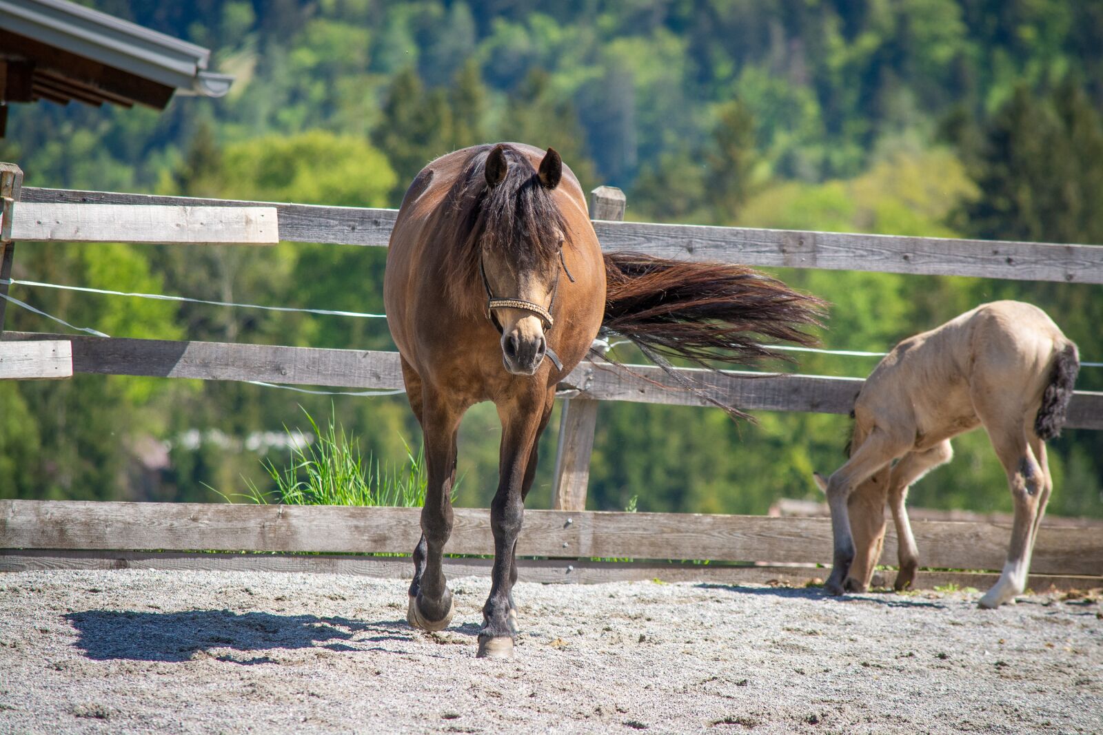 Nikon D7100 sample photo. Horses, pony, foal photography