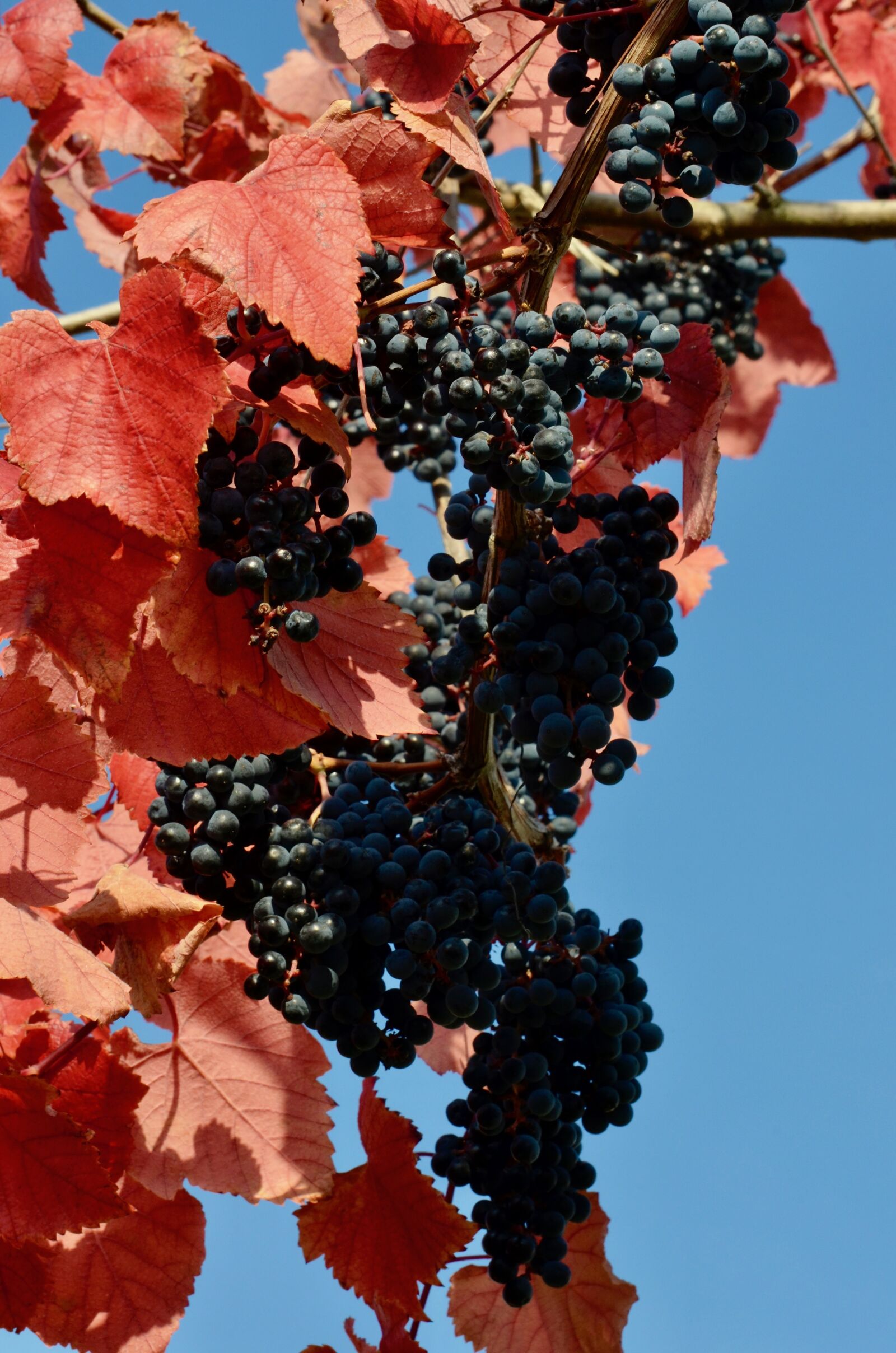 Nikon D5100 sample photo. Red wine, grapes, wine photography