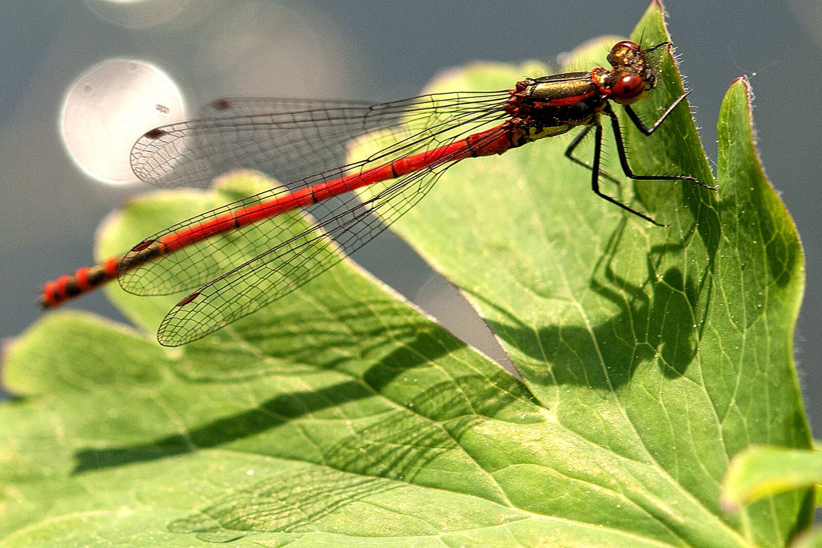 Nikon D80 sample photo. Dragonfly, nature, wing photography