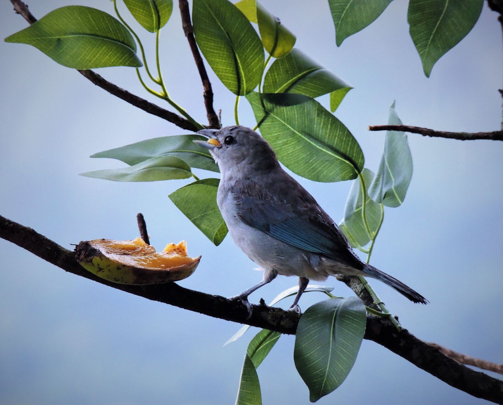 Nikon Coolpix P510 sample photo. Tanager, gray, bird photography