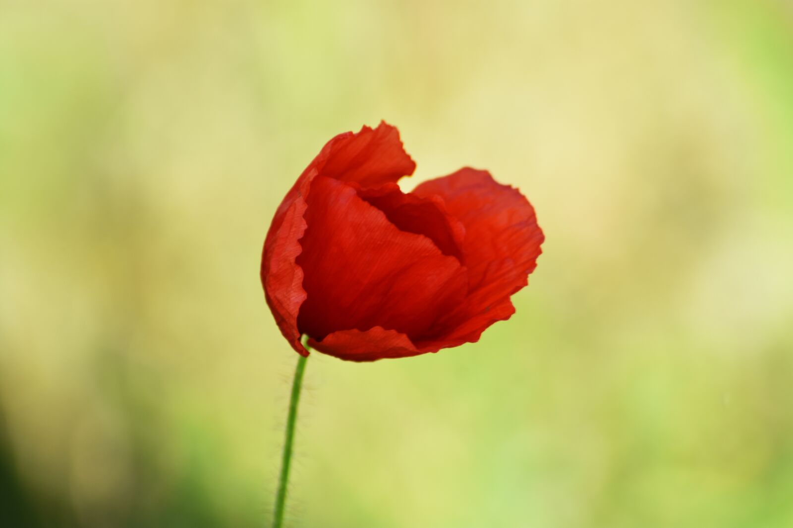 Nikon D3400 sample photo. Poppy, red, plant photography