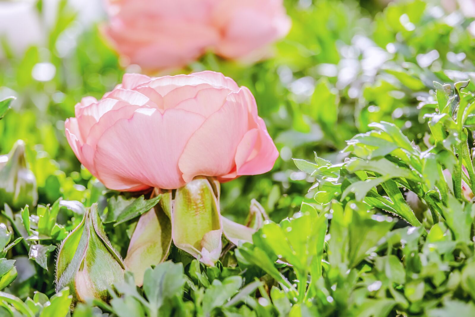 Fujifilm XF 55-200mm F3.5-4.8 R LM OIS sample photo. Ranunculus, flower, blossom photography