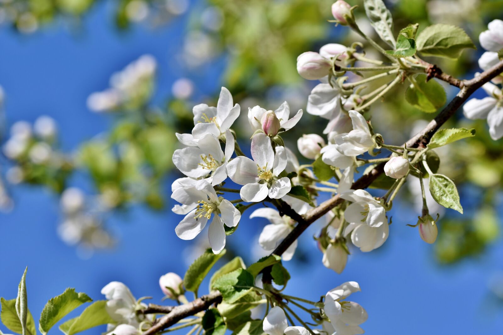 Nikon D7200 sample photo. Apple blossoms, apple tree photography
